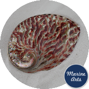 8779 - Polished Abalone - Red - 11cm